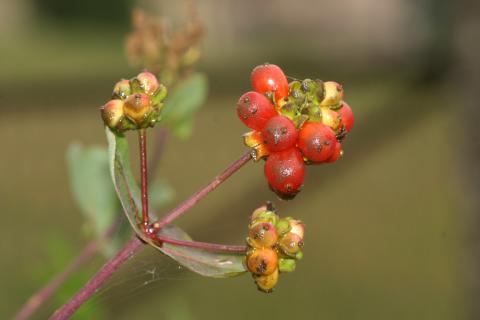 image Madreselva etrusca (Lonicera etrusca)