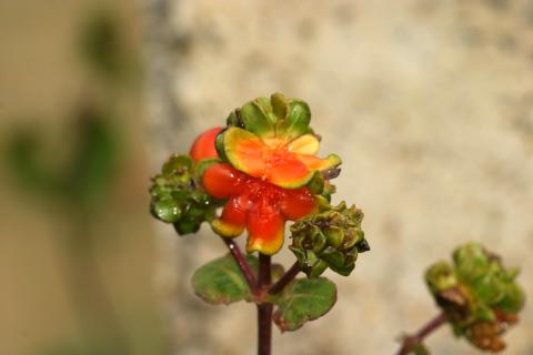 image Madreselva etrusca (Lonicera etrusca)