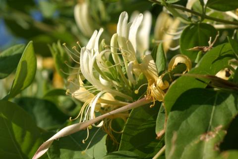 image Madreselva olorosa (Lonicera japonica)