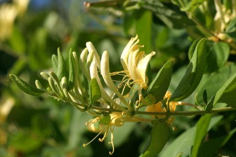 image Madreselva olorosa (Lonicera japonica)
