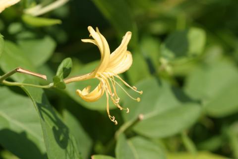 image Madreselva olorosa (Lonicera japonica)