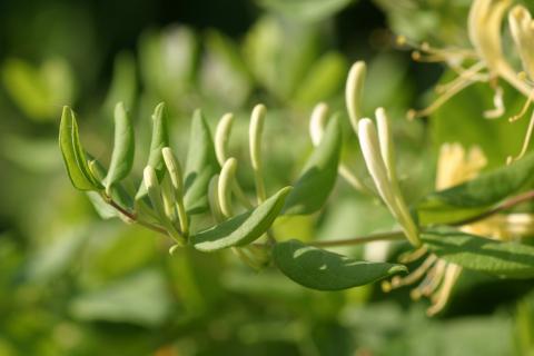 image Madreselva olorosa (Lonicera japonica)