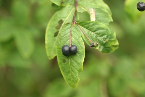 image Madreselva negra (Lonicera nigra)