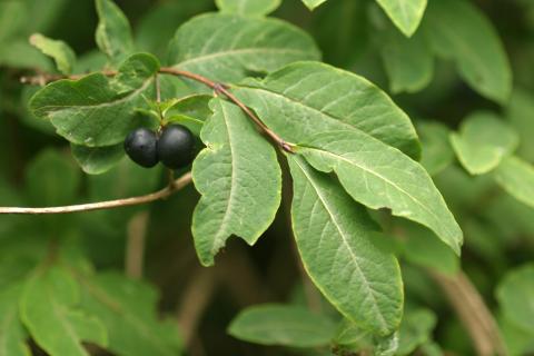 image Madreselva negra (Lonicera nigra)