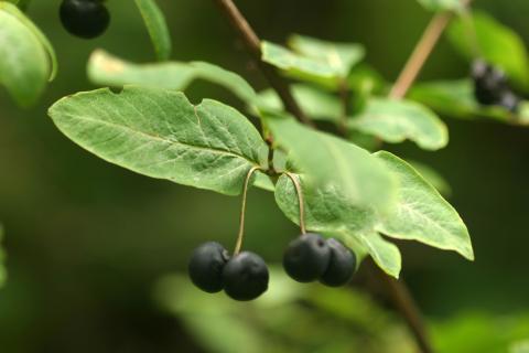 image Madreselva negra (Lonicera nigra)