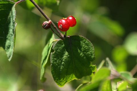 image Sanjueña (Lonicera xylosteum)