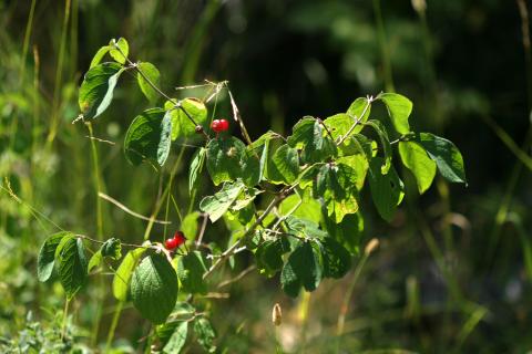 image Sanjueña (Lonicera xylosteum)