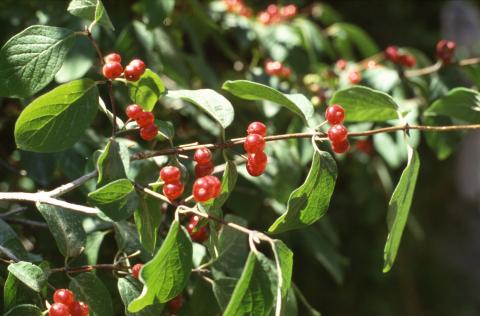 image Sanjueña (Lonicera xylosteum)