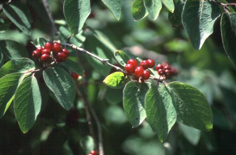 image Sanjueña (Lonicera xylosteum)