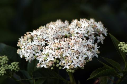 image Yezgo (Sambucus ebulus)