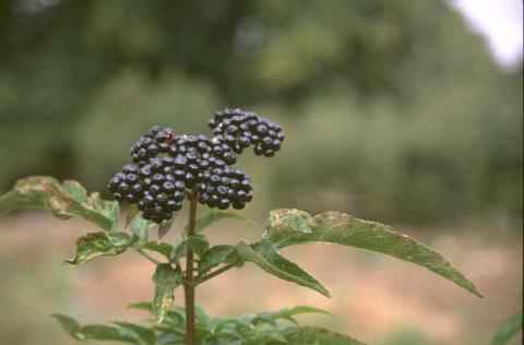 image yezgo (Sambucus ebulus)