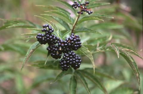 image yezgo (Sambucus ebulus)