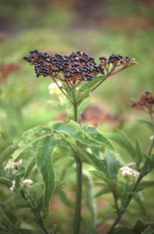 image Yezgo (Sambucus ebulus)