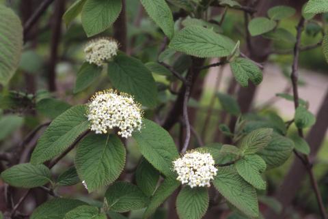 image Barbadejo (Viburnum lantana)