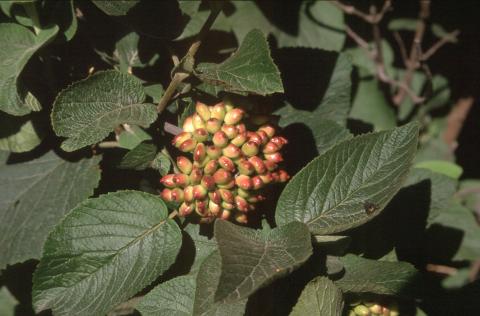 image Barbadejo (Viburnum lantana)