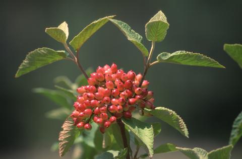 image Barbadejo (Viburnum lantana)