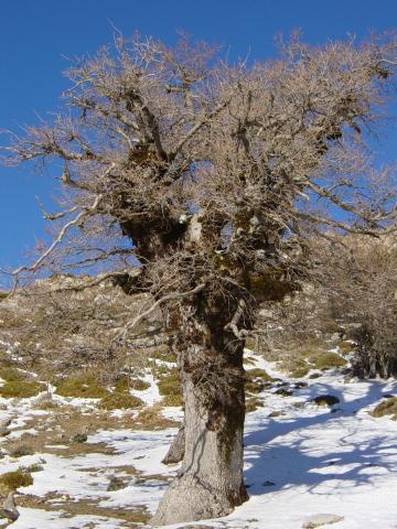 image Quejigo de alta montaña, Sierra de las Nieves, Málaga