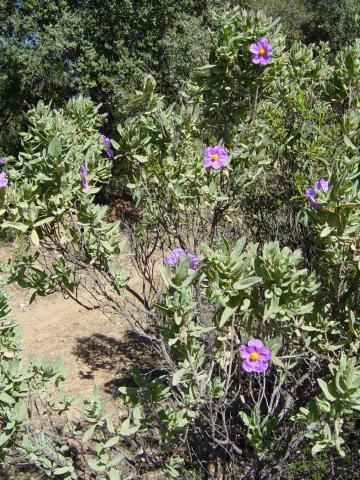 image Jaguarzo blanco, Desfiladero de Despeñaperros, Jaén