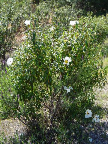 image Jara pringosa, defiladero de Despeñaperros, Jaén