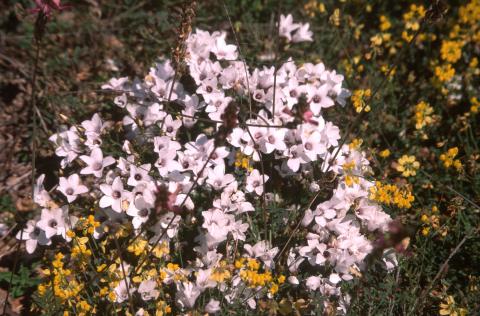 image Arenaria (Arenaria purpurascens)