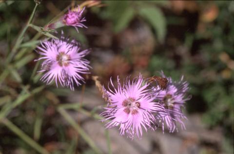 image Clavellina (Dianthus hyssopifolius)