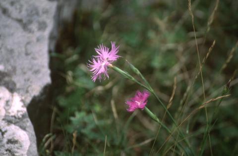 image Clavellina (Dianthus hyssopifolius)