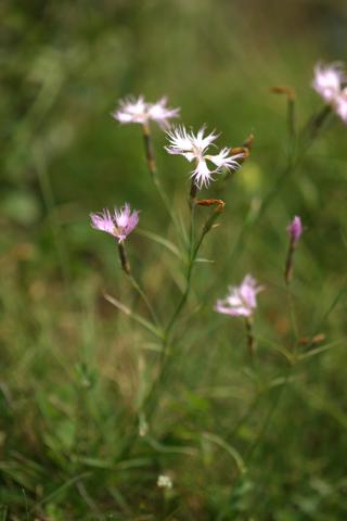 image Clavellina (Dianthus hyssopifolius)
