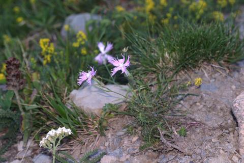 image Clavellina (Dianthus hyssopifolius)