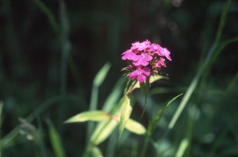 image Clavel de poeta (Dianthus barbatus)