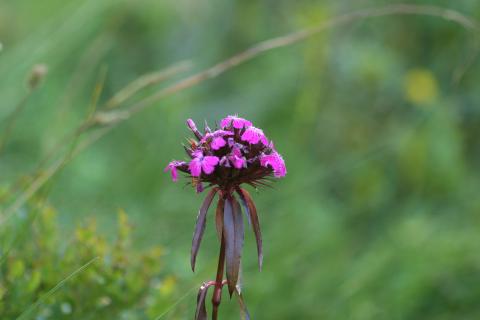 image Clavel de poeta (Dianthus barbatus)