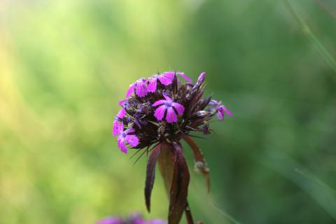 image Clavel de poeta (Dianthus barbatus)