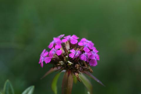 image Clavel de poeta (Dianthus barbatus)