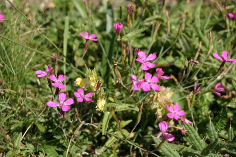 image Clavellina (Dianthus deltoides)