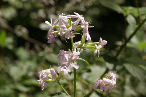 image Jabonera (Saponaria officinalis)