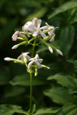 image Jabonera (Saponaria officinalis)
