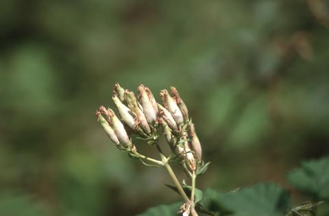 image Jabonera (Saponaria officinalis)