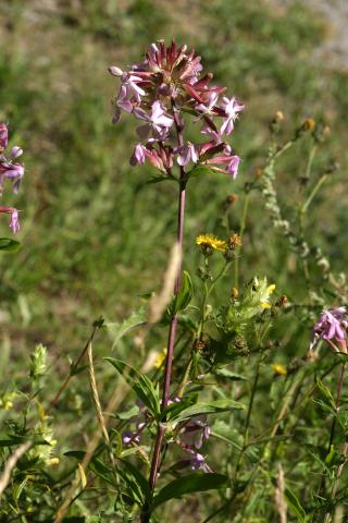 image Jabonera (Saponaria officinalis)