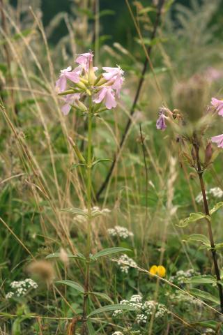 image Jabonera (Saponaria officinalis)