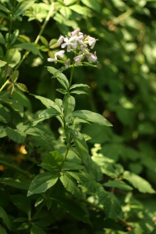 image Jabonera (Saponaria officinalis)