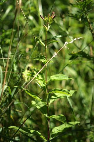 image Jabonera (Saponaria officinalis)