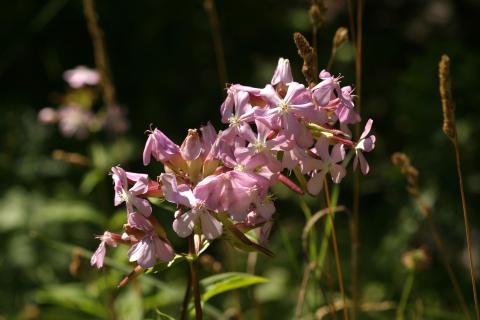 image Jabonera (Saponaria officinalis)