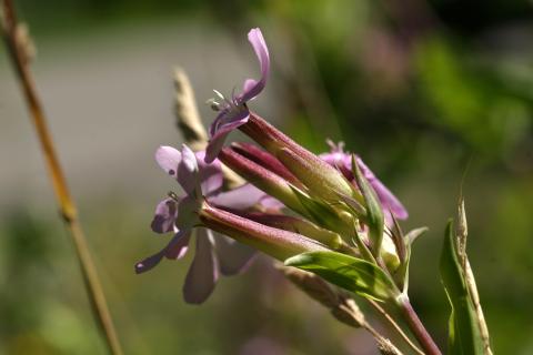 image Jabonera (Saponaria officinalis)