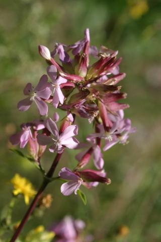 image Jabonera (Saponaria officinalis)