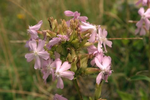 image Jabonera (Saponaria officinalis)