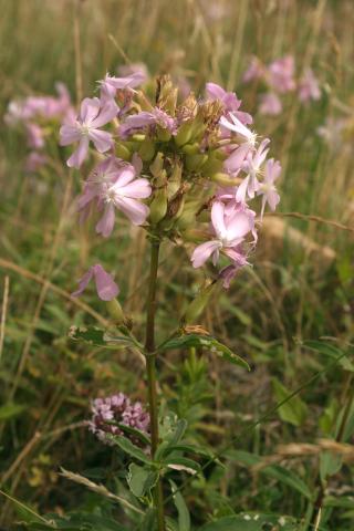image Jabonera (Saponaria officinalis)