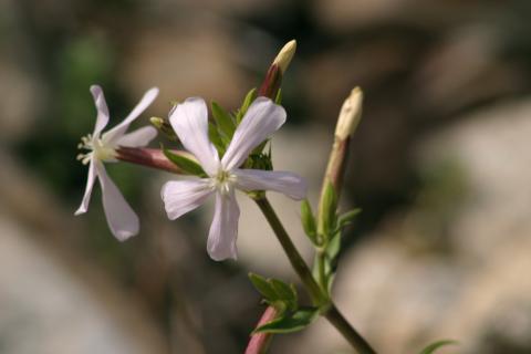 image Jabonera (Saponaria officinalis)