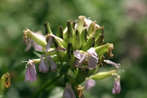 image Jabonera (Saponaria officinalis)