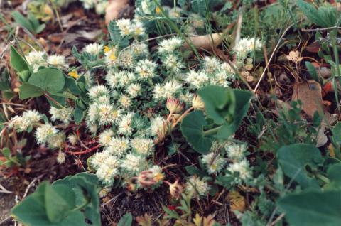 image Nevadilla (Paronychia argentea)