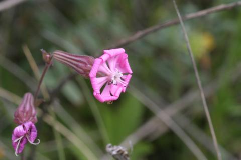 image Silene (Silene colorata)