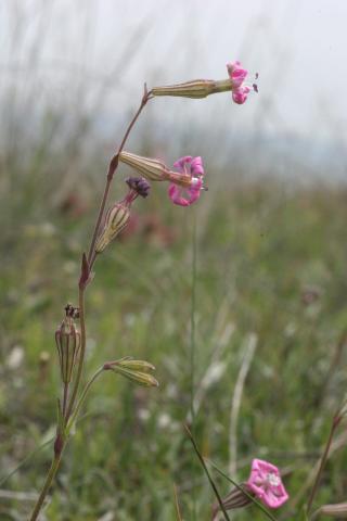 image Silene (Silene colorata)